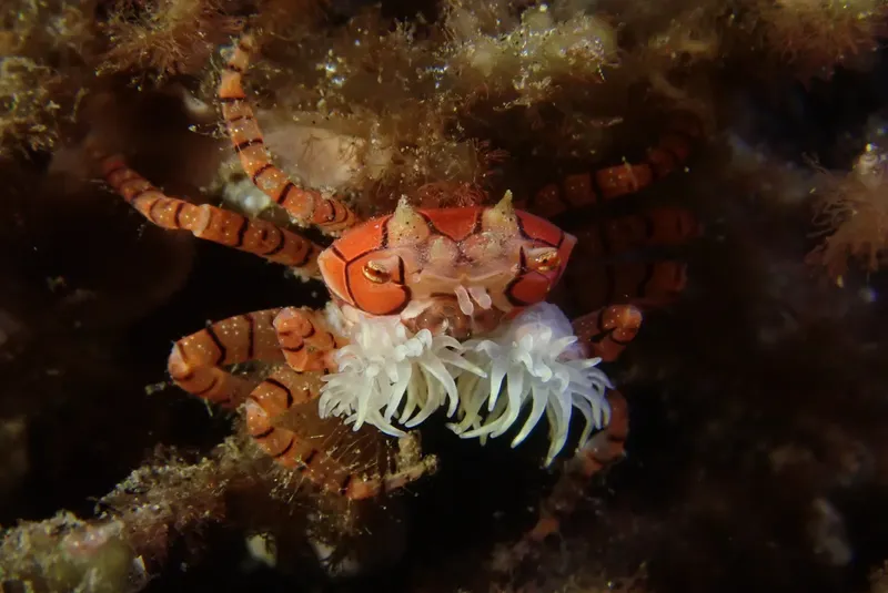 Crabe orné, petit crustacé coloré, sur un fond rocheux sombre