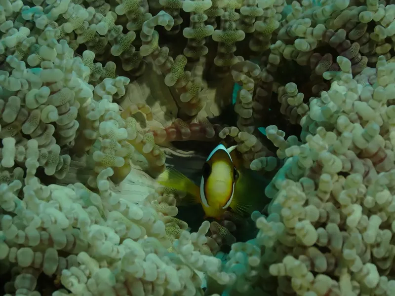 Poisson clown se cache dans les tentacules d'une anémone de mer