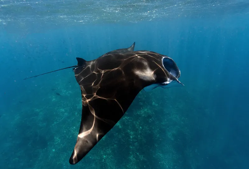 Raie manta nageant gracieusement dans l'eau bleue, lumière du soleil