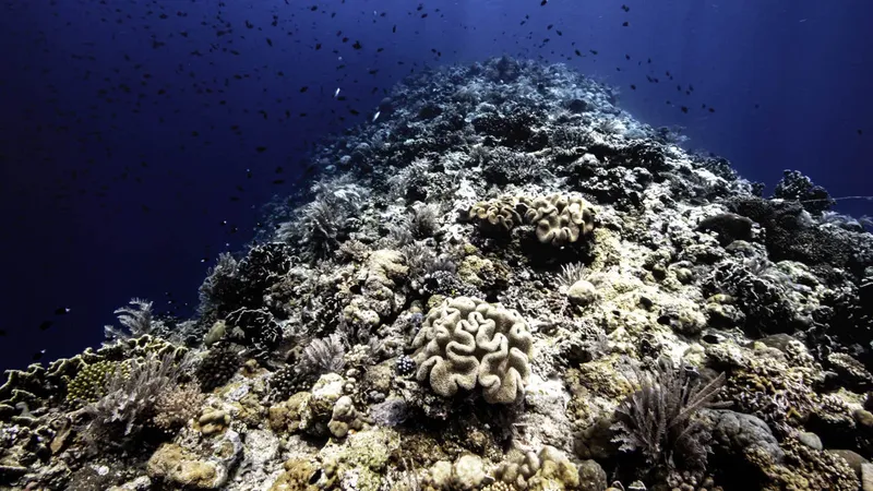 Recif corallien luxuriant avec des poissons, lumière bleue, monde sous-marin