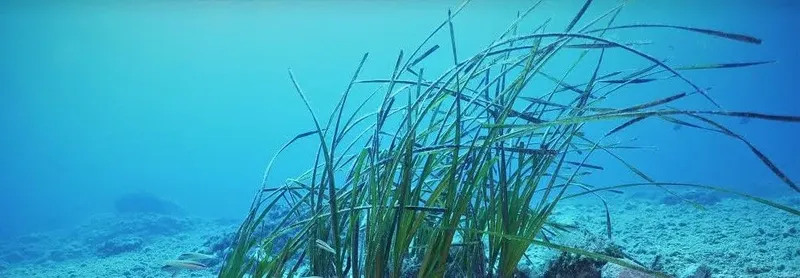 Herbiers marins balayés par le courant dans une eau turquoise claire