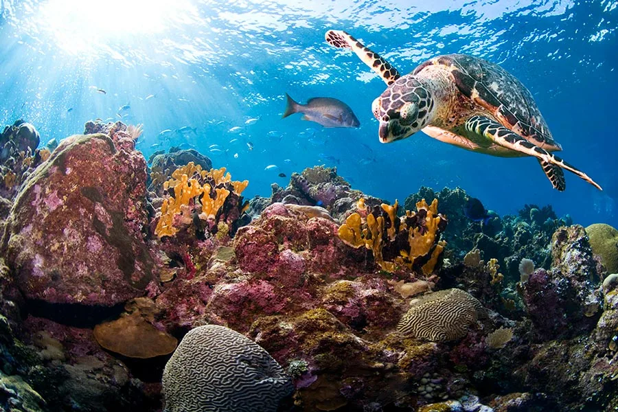 Tortue marine nageant au-dessus d'un récif corallien coloré et poisson
