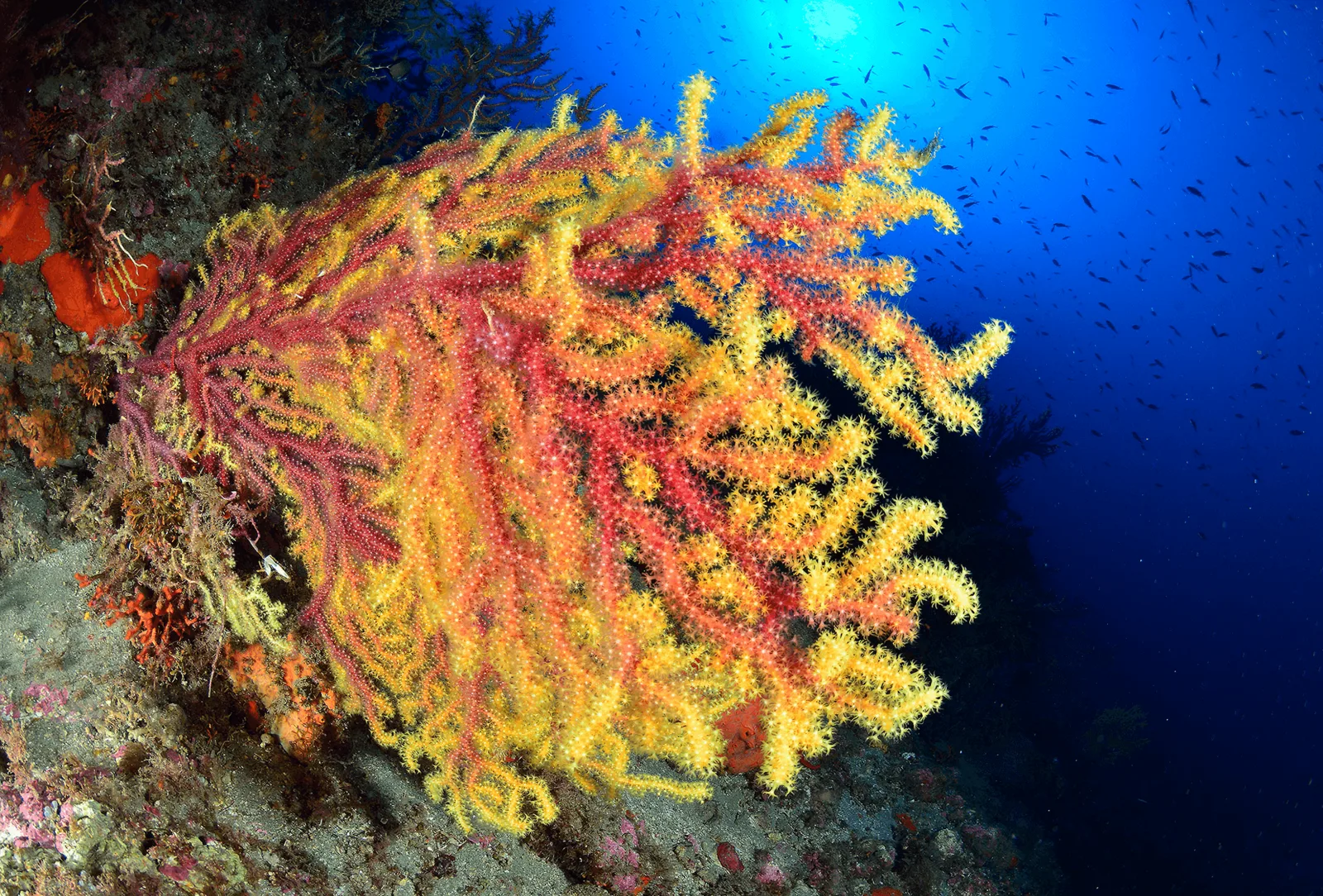 Gorgones colorées et poissons dans un environnement sous-marin lumineux