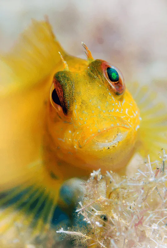 Gobie jaune, gros plan sur sa tête, habitat corallien flou