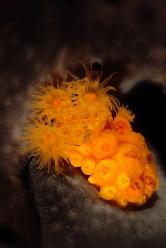 Nudibranche orange et jaune sur fond rocheux sombre en milieu marin