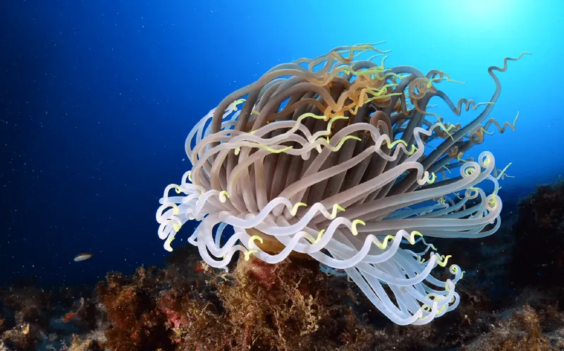 Grande anémone de mer avec des tentacules flottant dans l'eau bleue