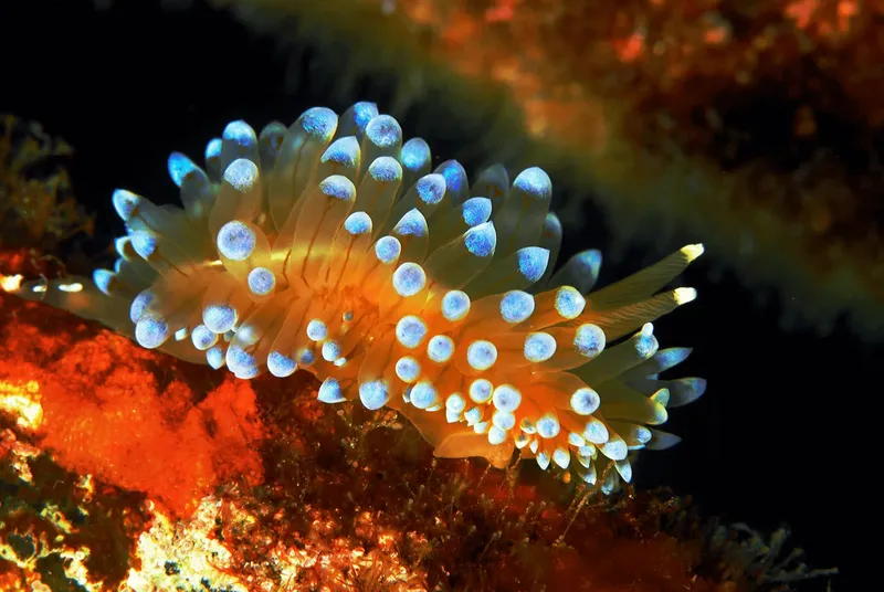 Nudibranche colorée avec des branchies bleues sur un fond rocheux sombre