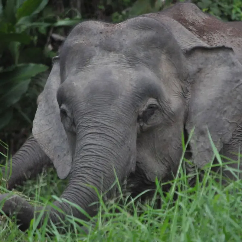 Jeune éléphant gris se repose dans l'herbe verte luxuriante