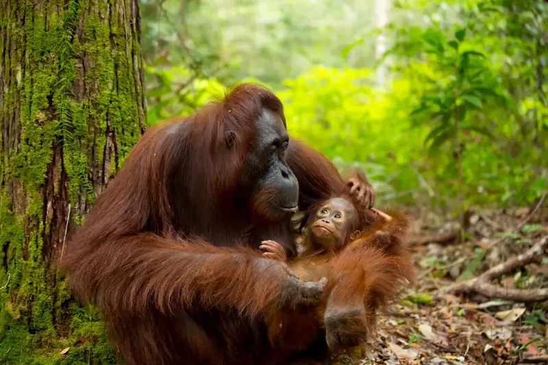 Orang-outan femelle tenant son petit dans une forêt tropicale dense