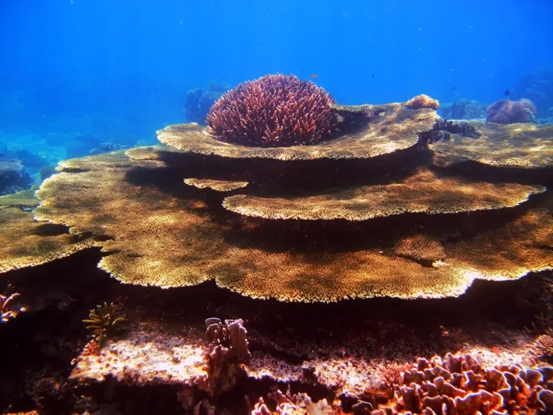 Coraux colorés et formations rocheuses sous-marines dans un environnement bleu