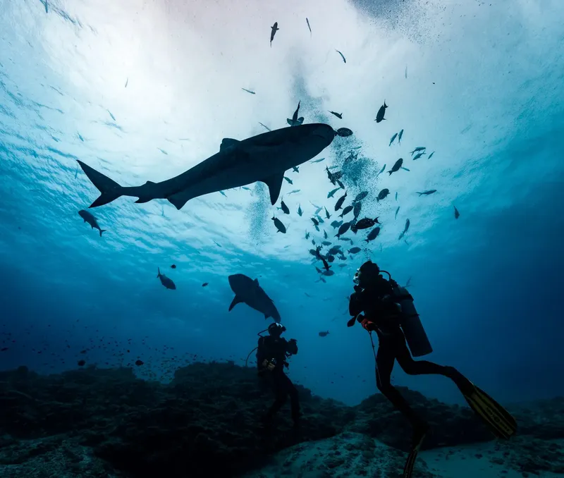 Plongeurs observant un requin et un banc de poissons en mer