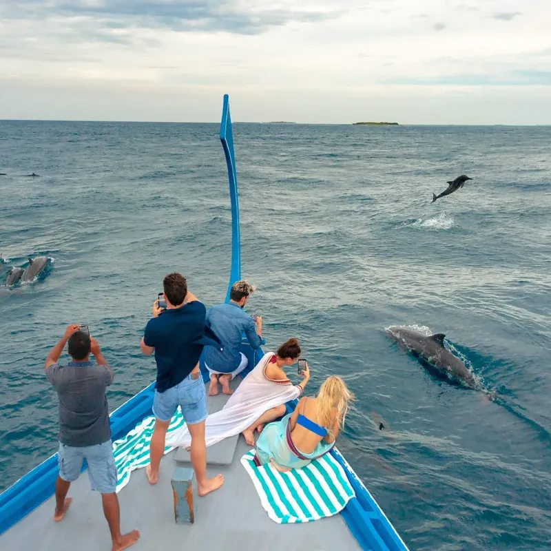 Personnes à bord d'un bateau photographient des dauphins sautant et nageant