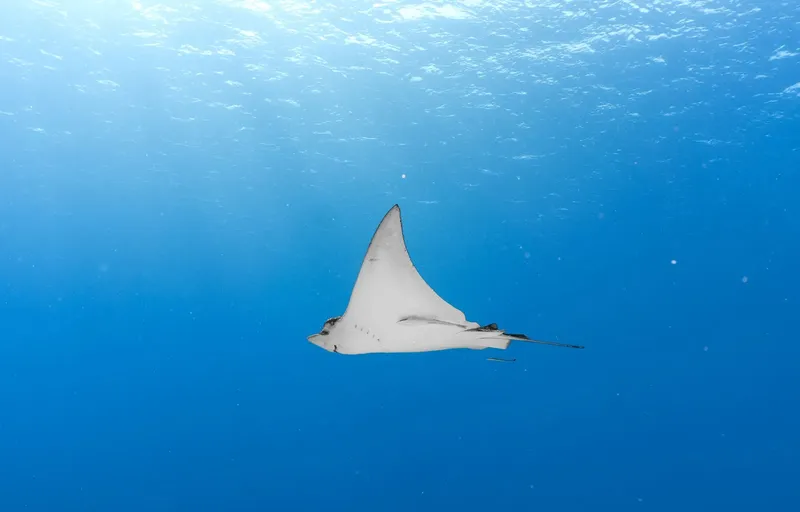 Raie manta nageant gracieusement dans une eau bleue et limpide