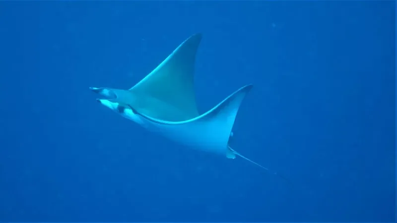 Raie manta nageant gracieusement dans l'eau bleue et limpide