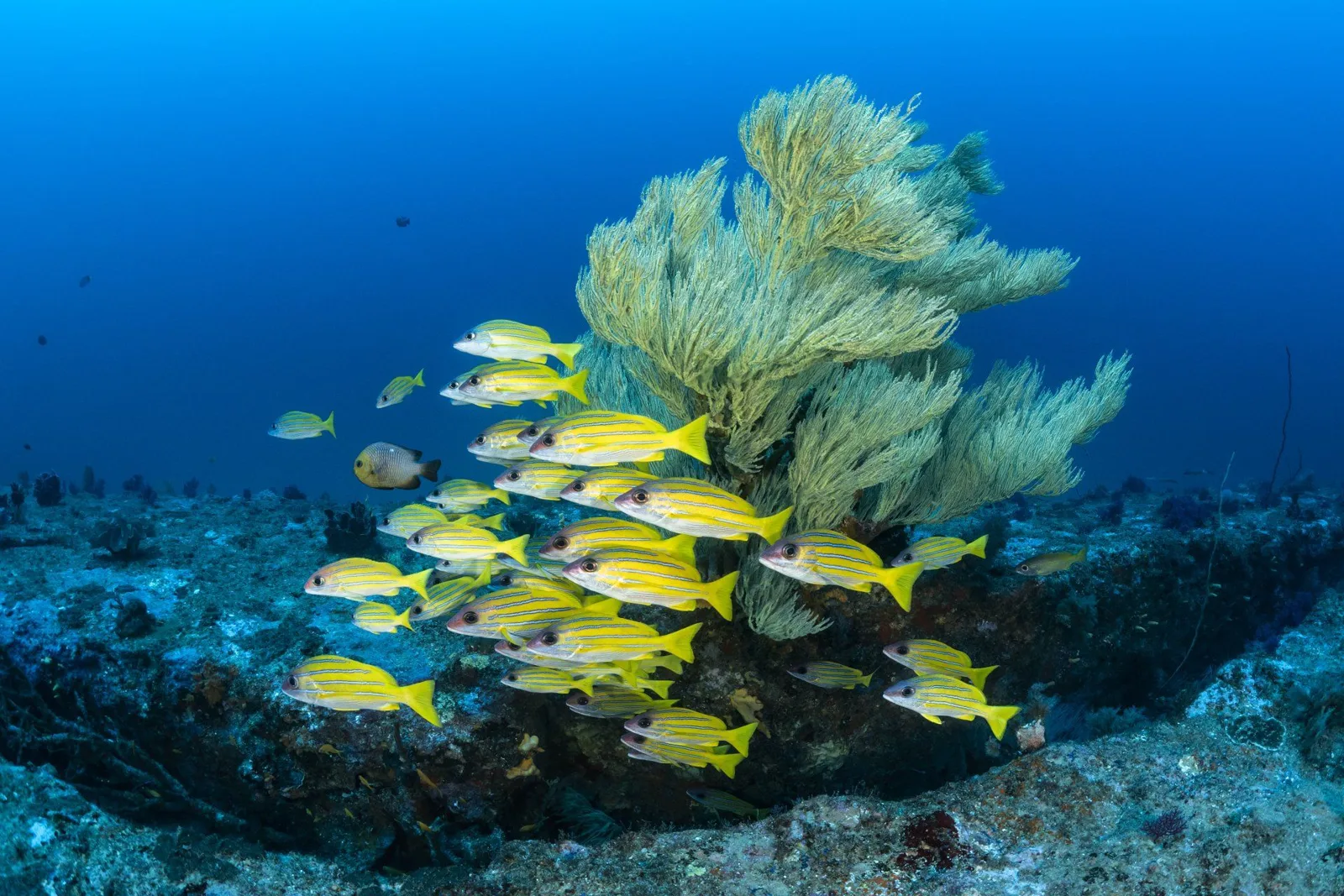 Banc de poissons jaunes autour d'une gorgone sous-marine.