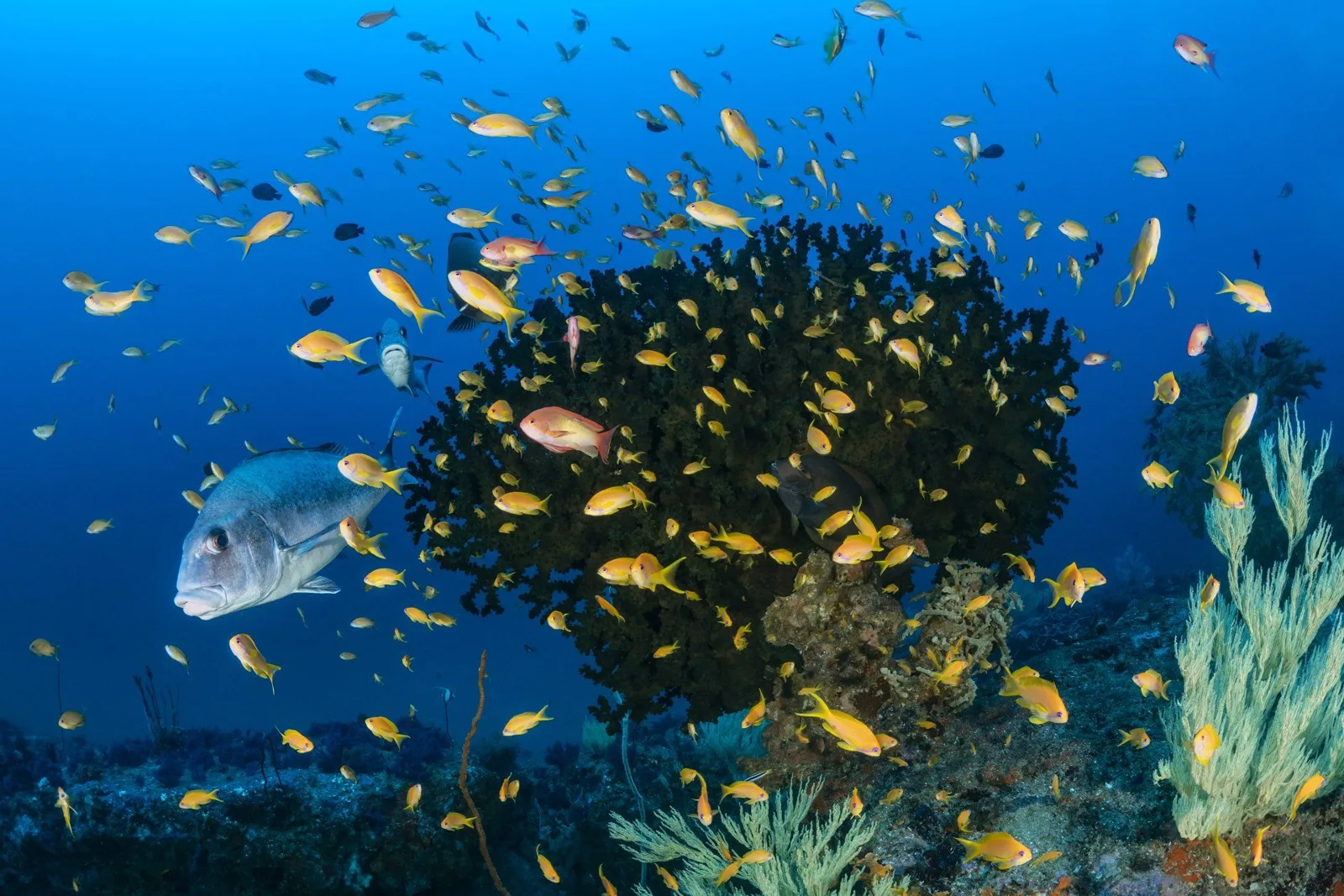 Corail noir, banc de poissons et mérou en plongée.