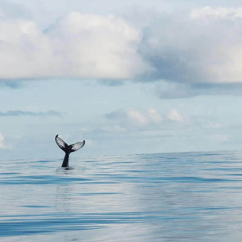 Queue de baleine émergeant de l'eau calme sous un ciel nuageux