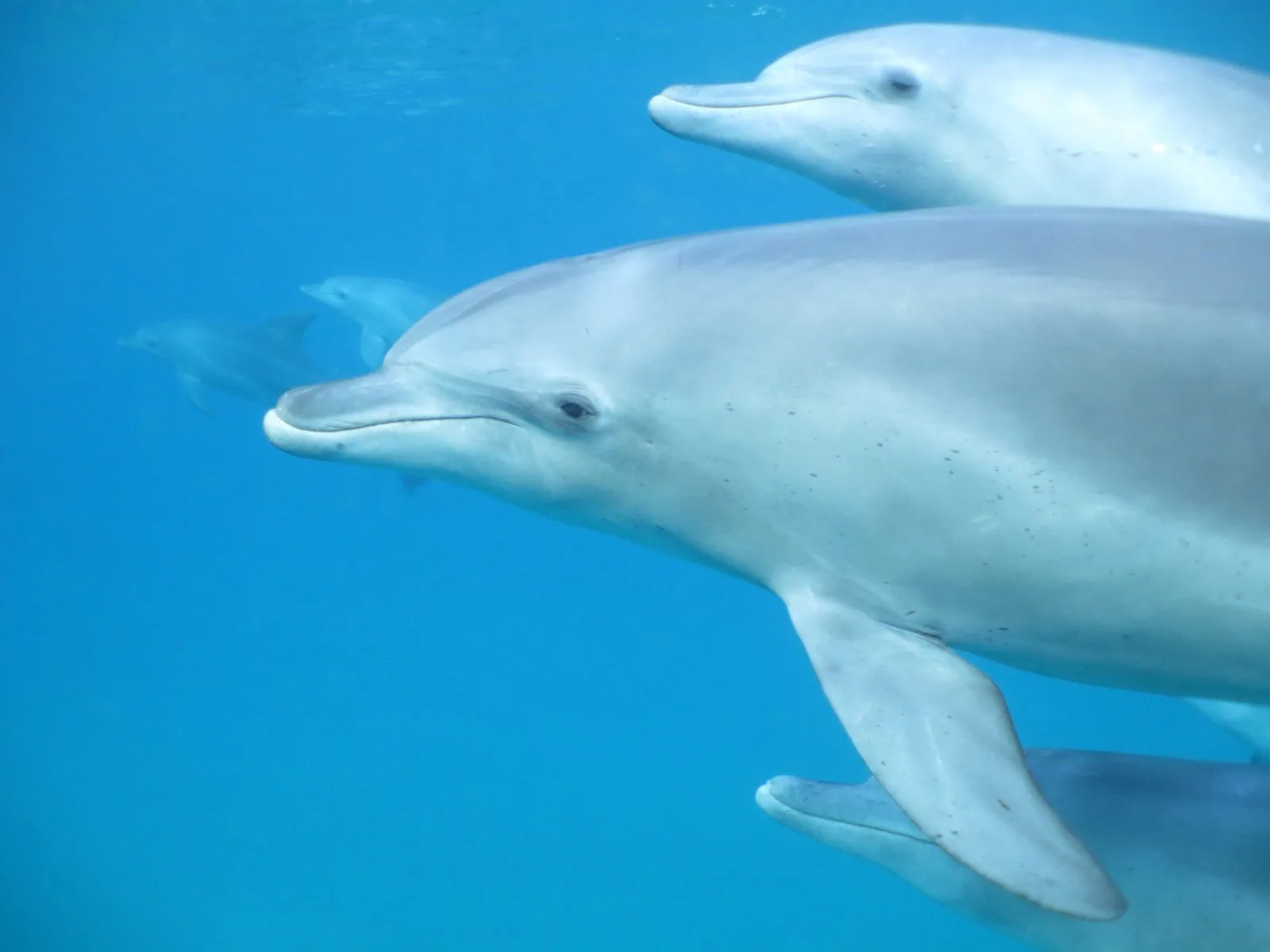 Plusieurs dauphins nageant ensemble dans une eau bleue claire.