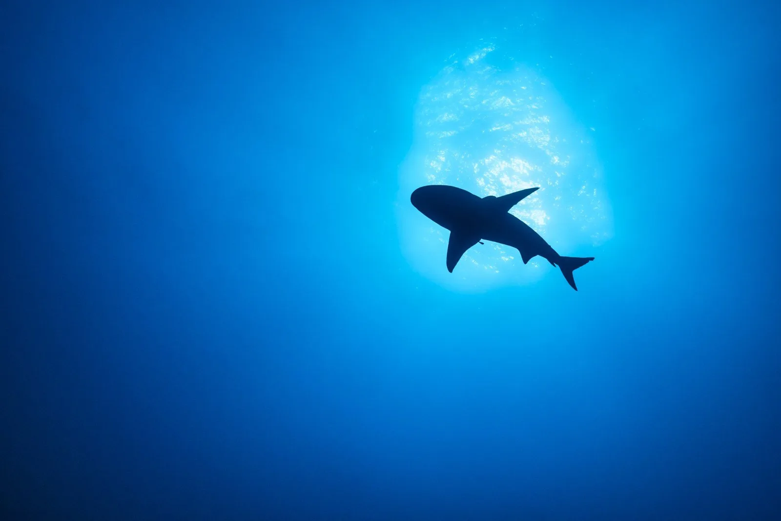 Requin vu par le dessous, lumière du soleil filtrant.