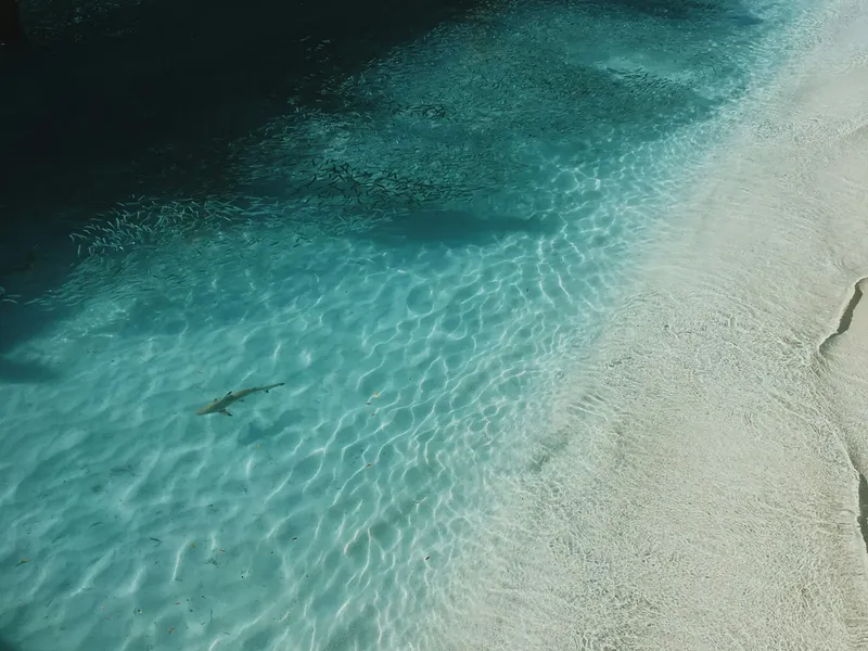 Vue aérienne d'un requin nageant dans une eau turquoise peu profonde