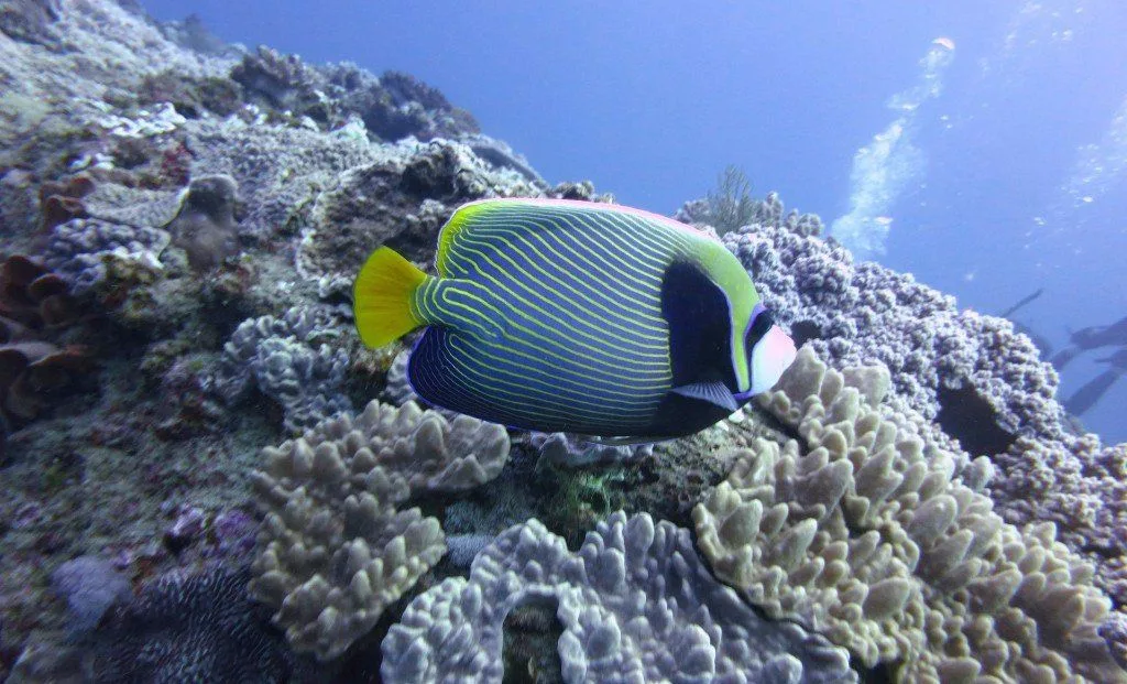 Poisson papillon zébré nageant près d'un récifal corallien.