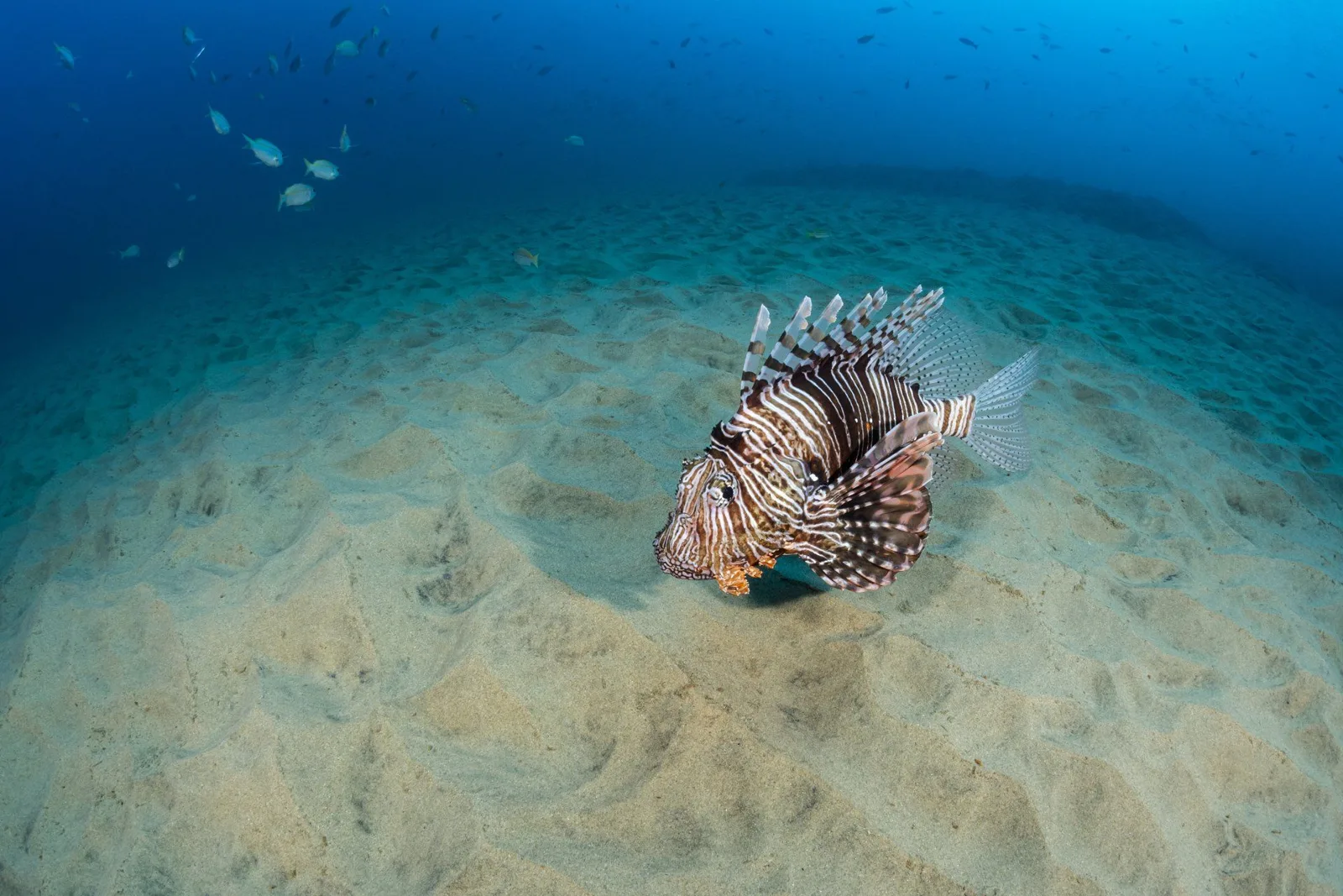 Poisson-lion sur fond sableux, prise de vue sous-marine.