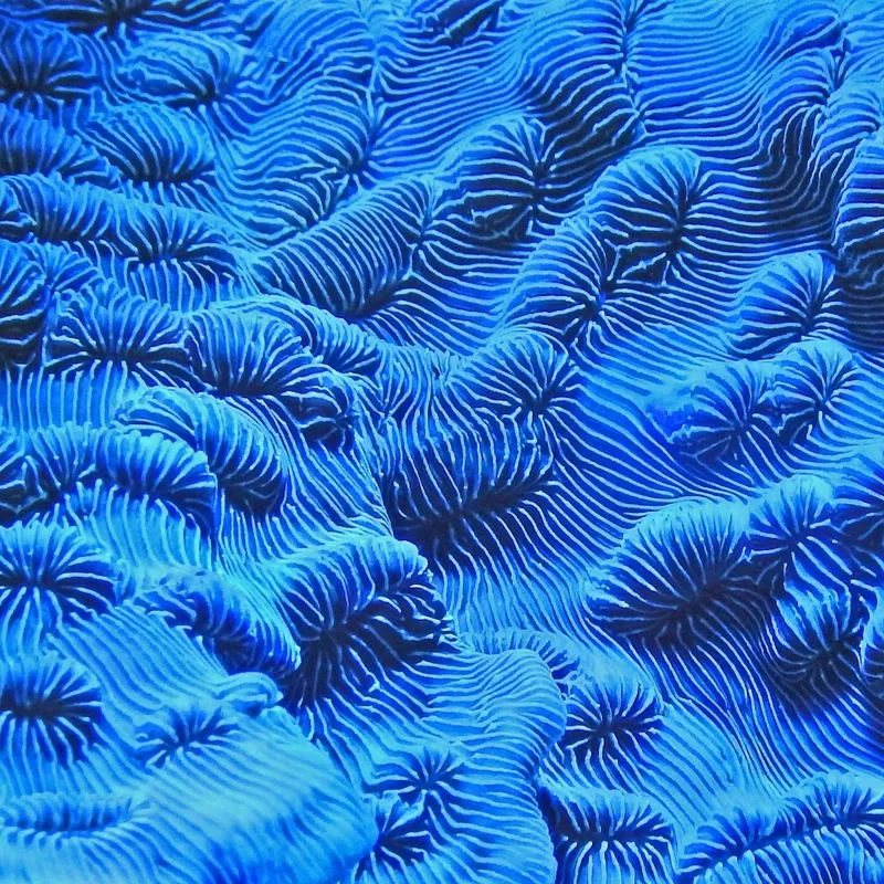 Coraux bleus en pleine mer, texture organique et motifs complexes