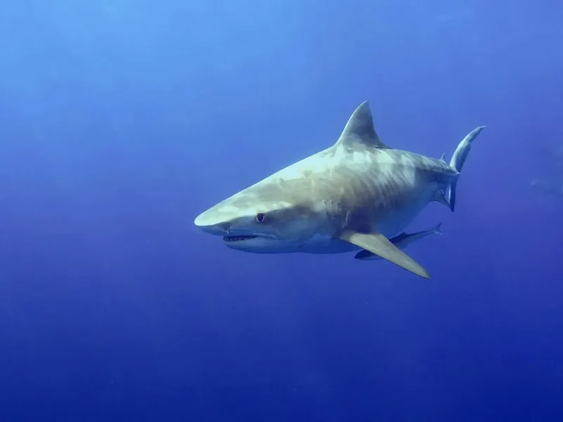 Un requin tigre nage dans l'eau bleue, vue sous-marine