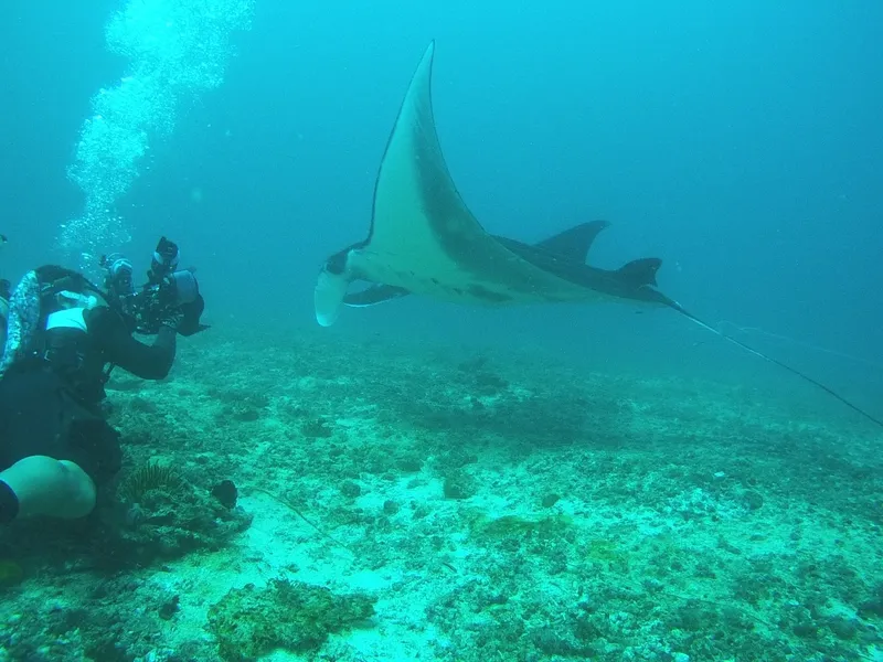 Raie manta nageant au-dessus d'un fond marin corallien avec un plongeur