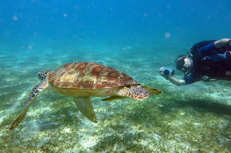 Tortue marine nageant paisiblement, un plongeur la photographie sous l'eau