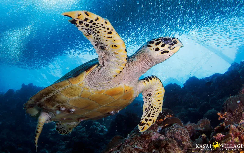 Tortue marine nageant gracieusement au milieu d'un banc de poissons tropicaux