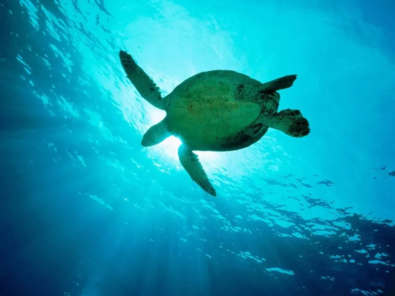 Tortue marine nageant paisiblement dans une eau bleue et ensoleillée