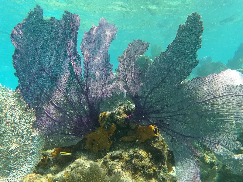 Coraux gorgones violettes et fonds marins colorés en plongée sous-marine