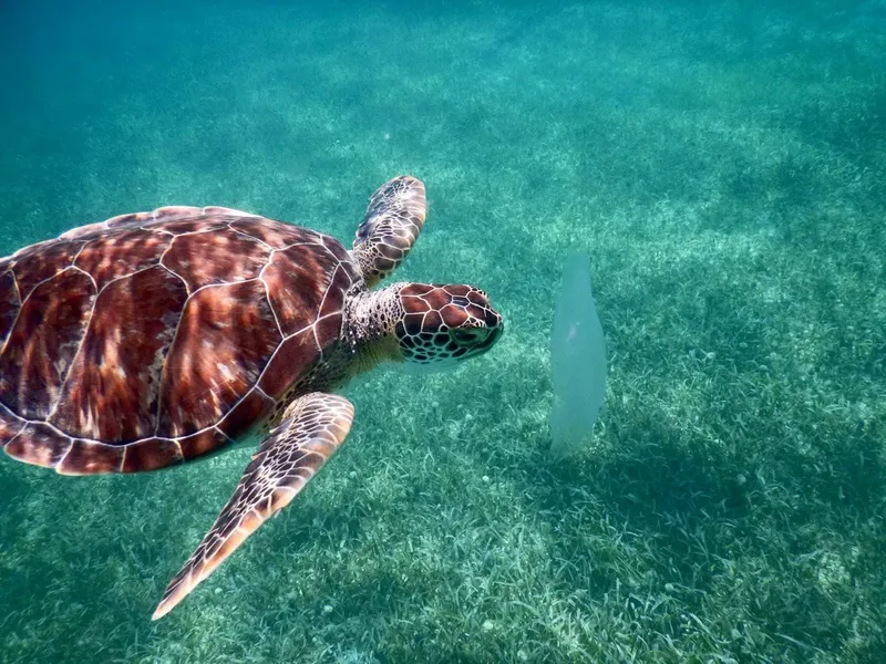 Tortue marine nageant au-dessus d'herbiers dans une eau turquoise claire