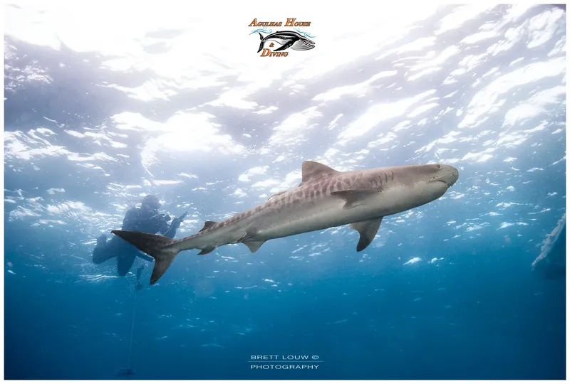Requin tigré nageant en mer, plongeur en arrière-plan, lumière naturelle