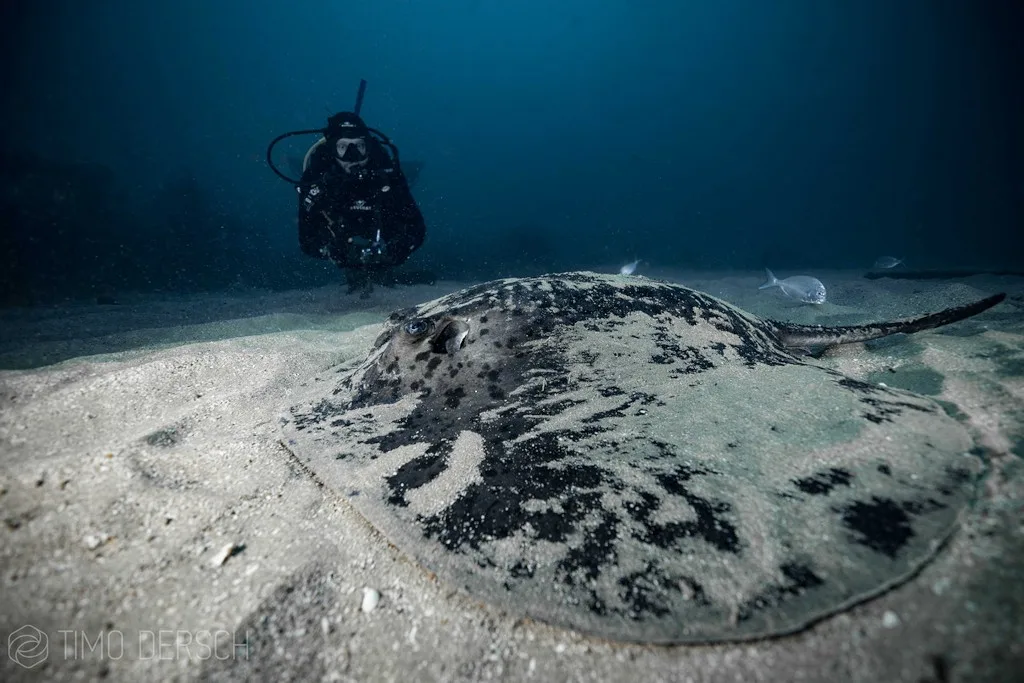 Raie manta vue par un plongeur sur fond de sable clair