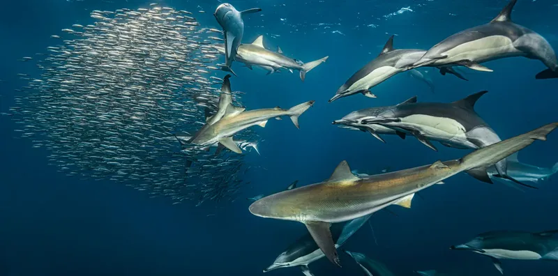 Banc de poissons, dauphins et requins nagent ensemble dans l'océan bleu