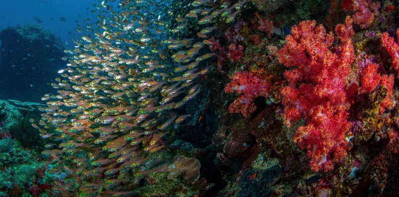 Banc de poissons argentés et corail rouge vif sous l'eau