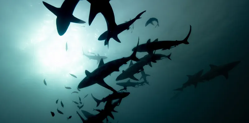 Banc de requins nageant dans une eau bleutée, contre-jour solaire