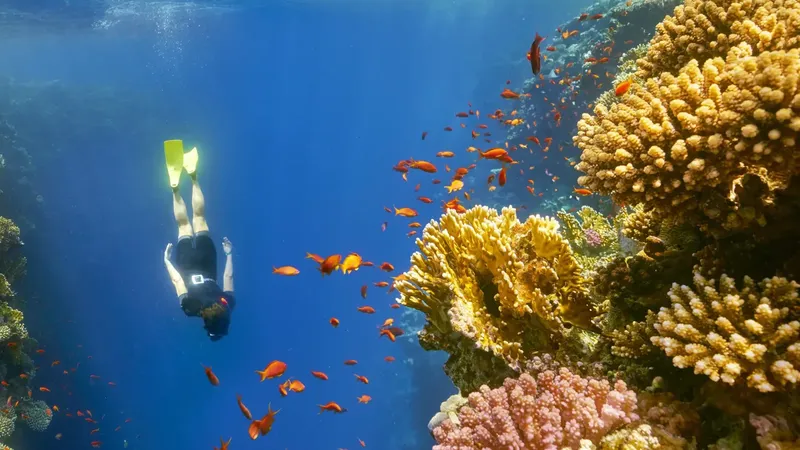 Plongeur en apnée explore un récifal corallien coloré et poissonneux