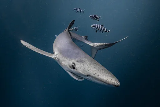 Requin bleu nageant dans l'océan avec quelques poissons rayés