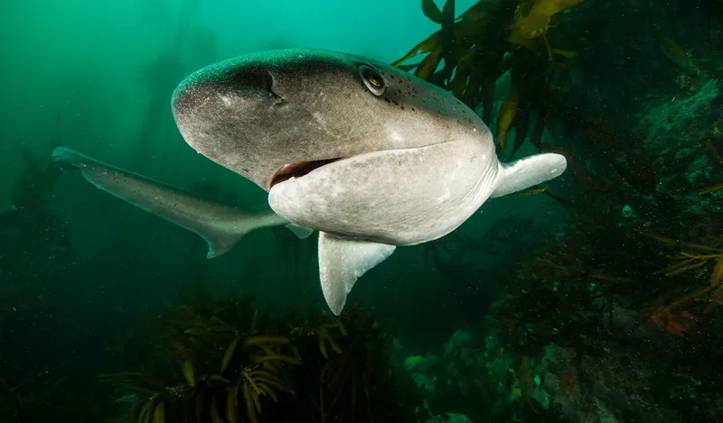 Requin nageant vers la caméra dans une eau verdâtre et claire