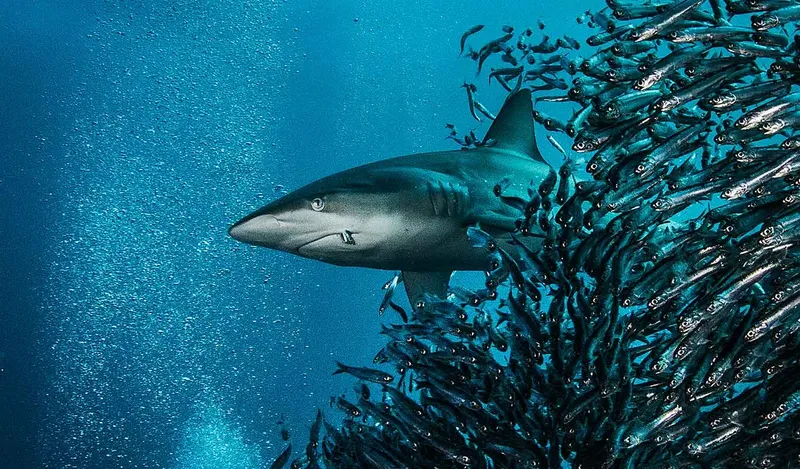 Requin nageant au milieu d'un banc de poissons argentés en mer