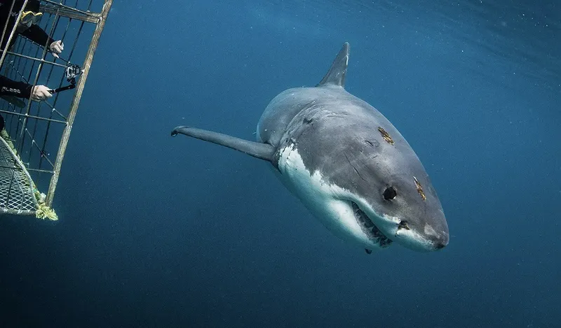 Grand requin blanc nageant près d'une cage de plongée sous-marine