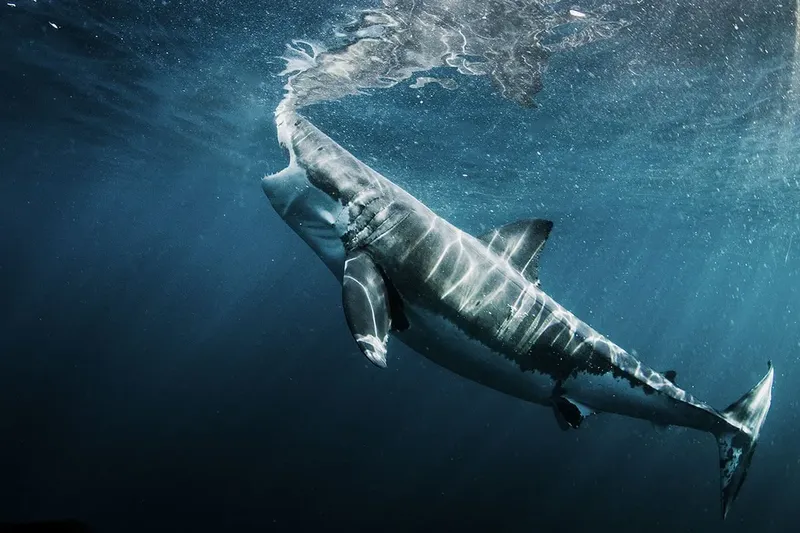 Grand requin blanc nageant dans les profondeurs bleues de l'océan