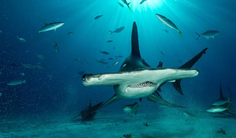 Requin marteau nageant dans l'eau bleue entouré de poissons