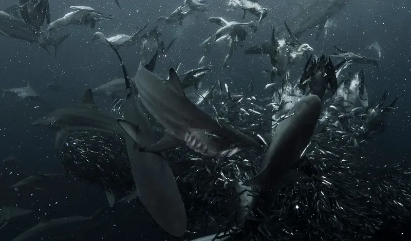 Banc de requins gris nageant dans une eau sombre et trouble