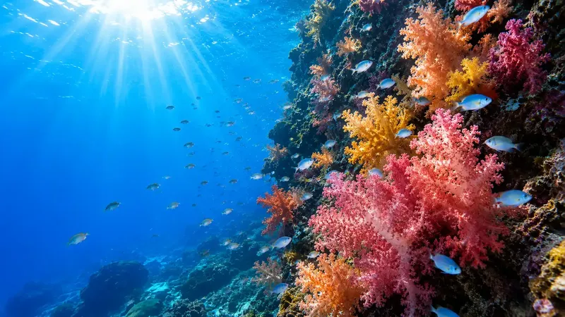 Récif corallien coloré avec banc de poissons et rayons de soleil