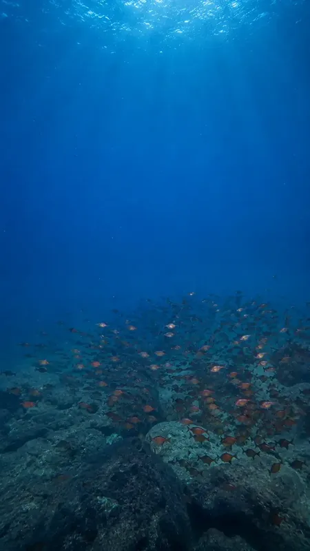 Banc de poissons colorés évoluant au-dessus d'un fond rocheux bleu