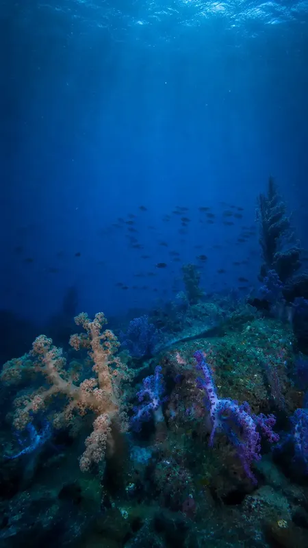 Coraux colorés et banc de poissons dans l'eau bleue